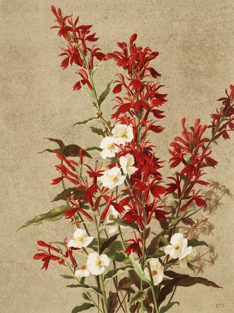 Kardinalblommor av Ellen Thayer Fisher