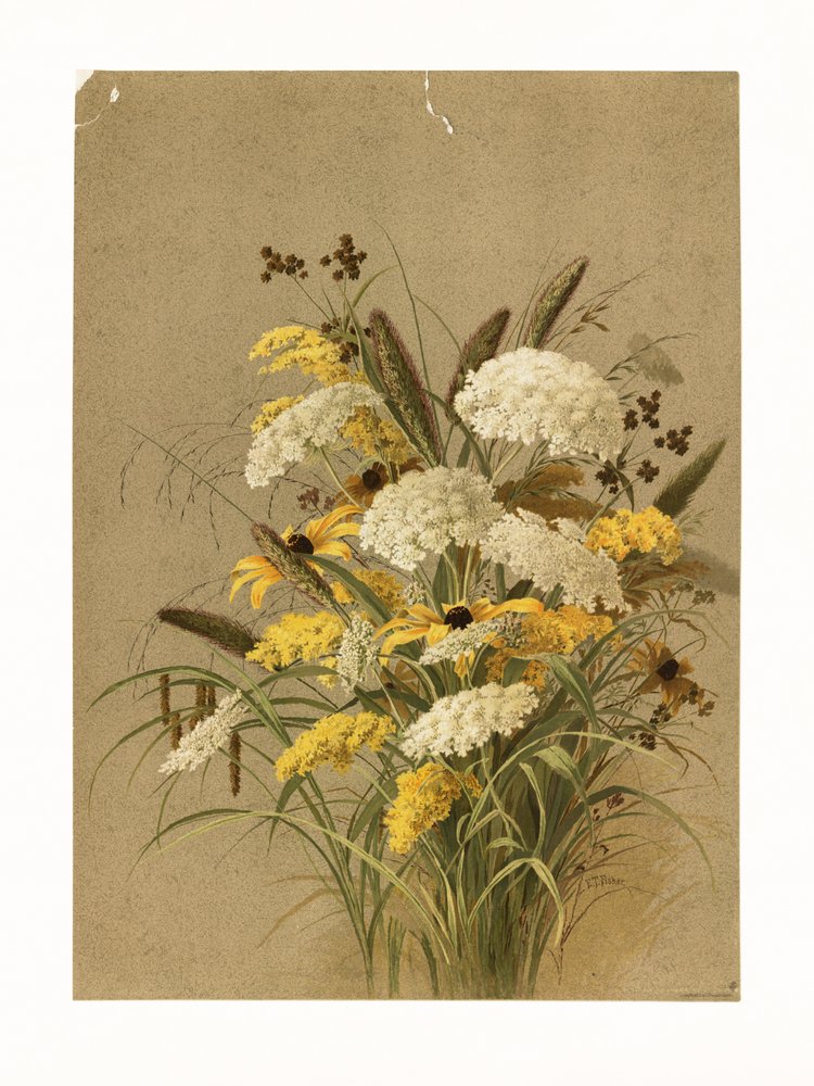 Hemlock, prästkrage och gulsporre av Ellen Thayer Fisher