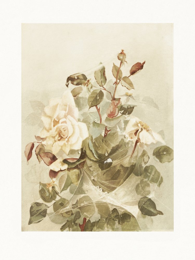Rosa rosor i morgondagg av Ellen Thayer Fisher