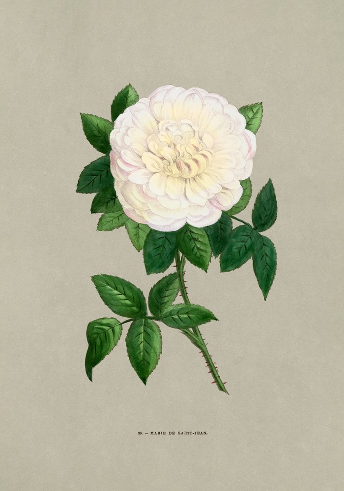Rose Marie De Saint Jean av F. Grobon