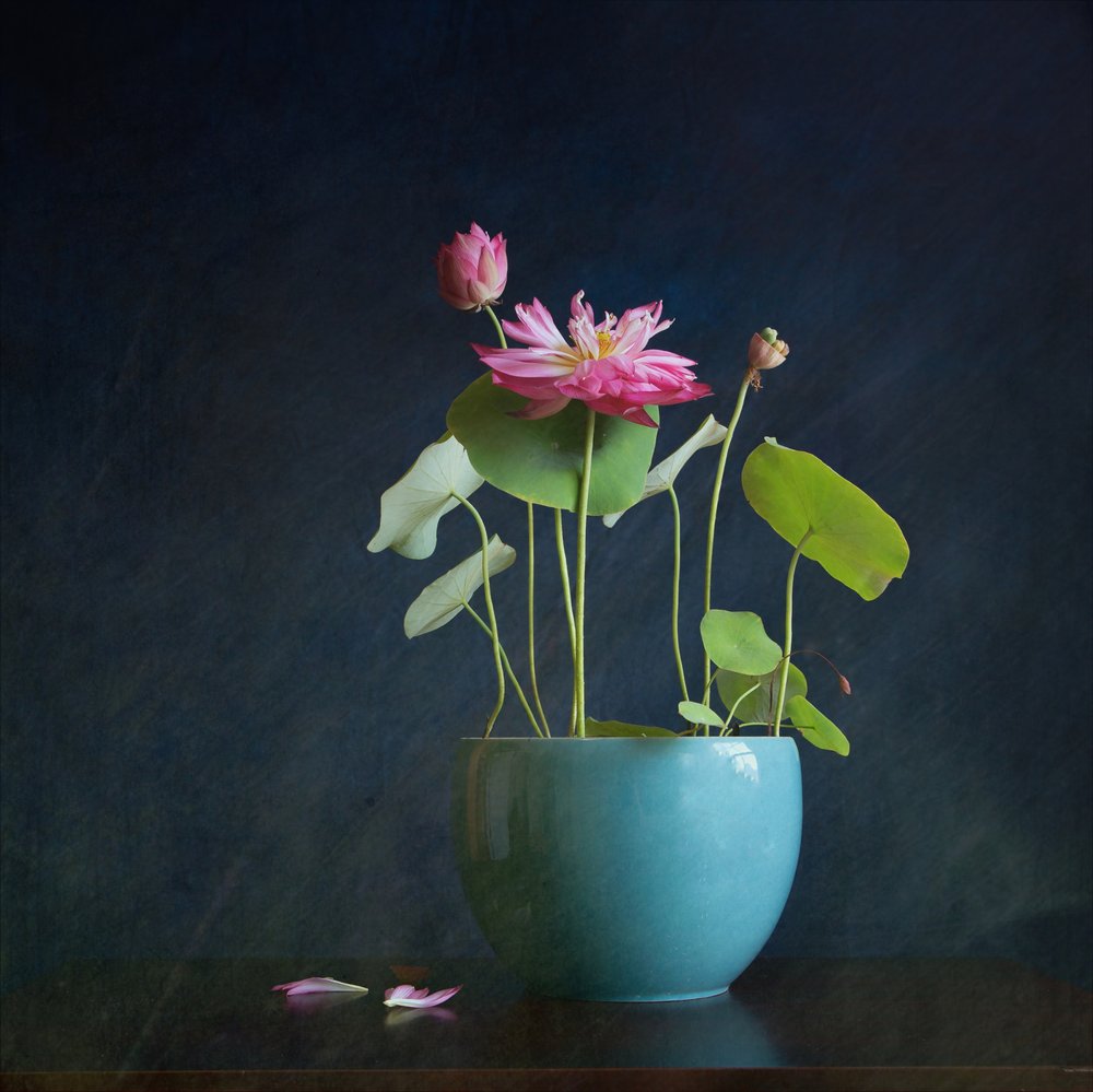 Pink Lotus Radiance av Fangping Zhou