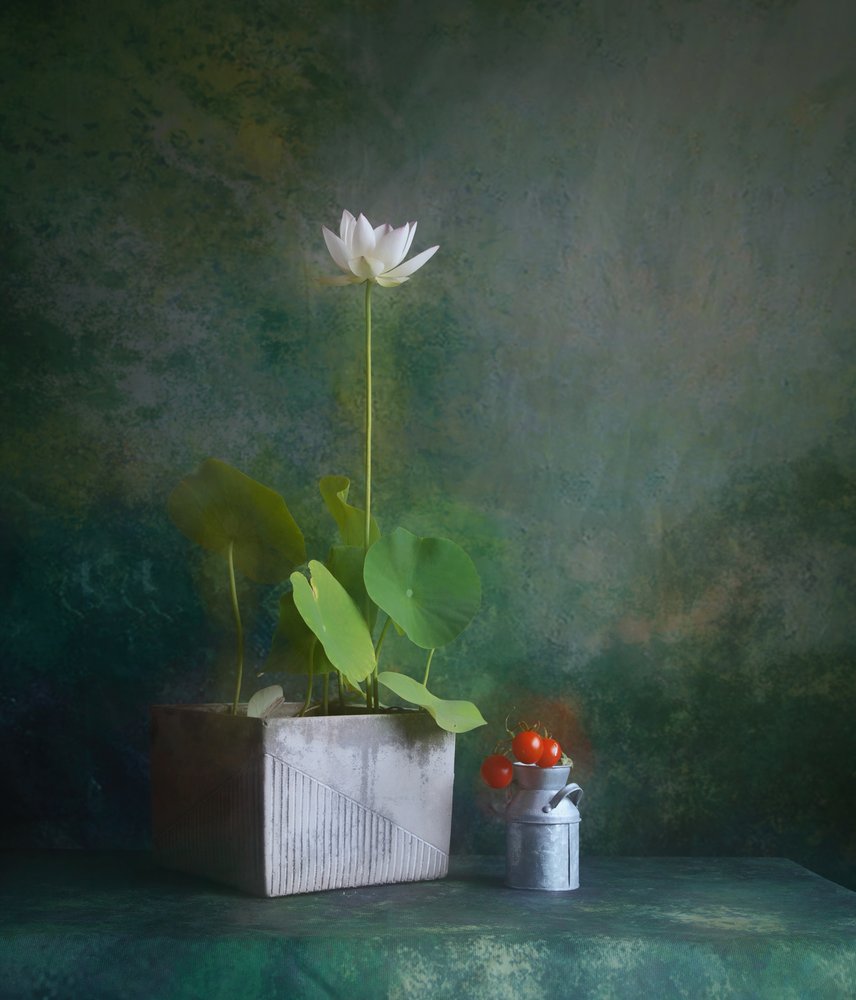 Stillbild av en fridfull vit lotus av Fangping Zhou