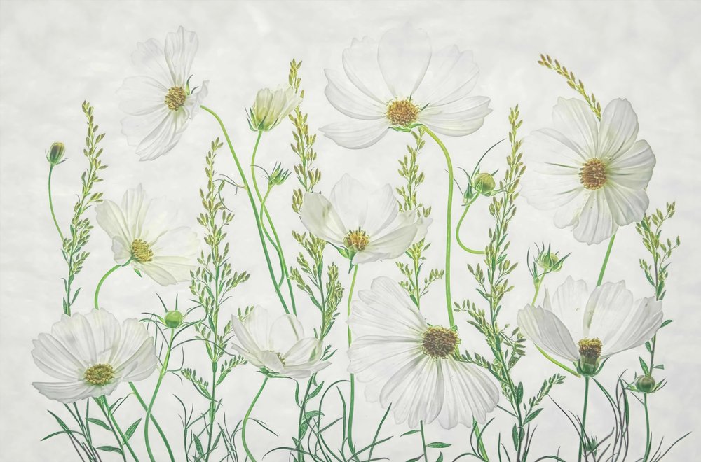 Äng med vita kosmosblommor av Fangping Zhou