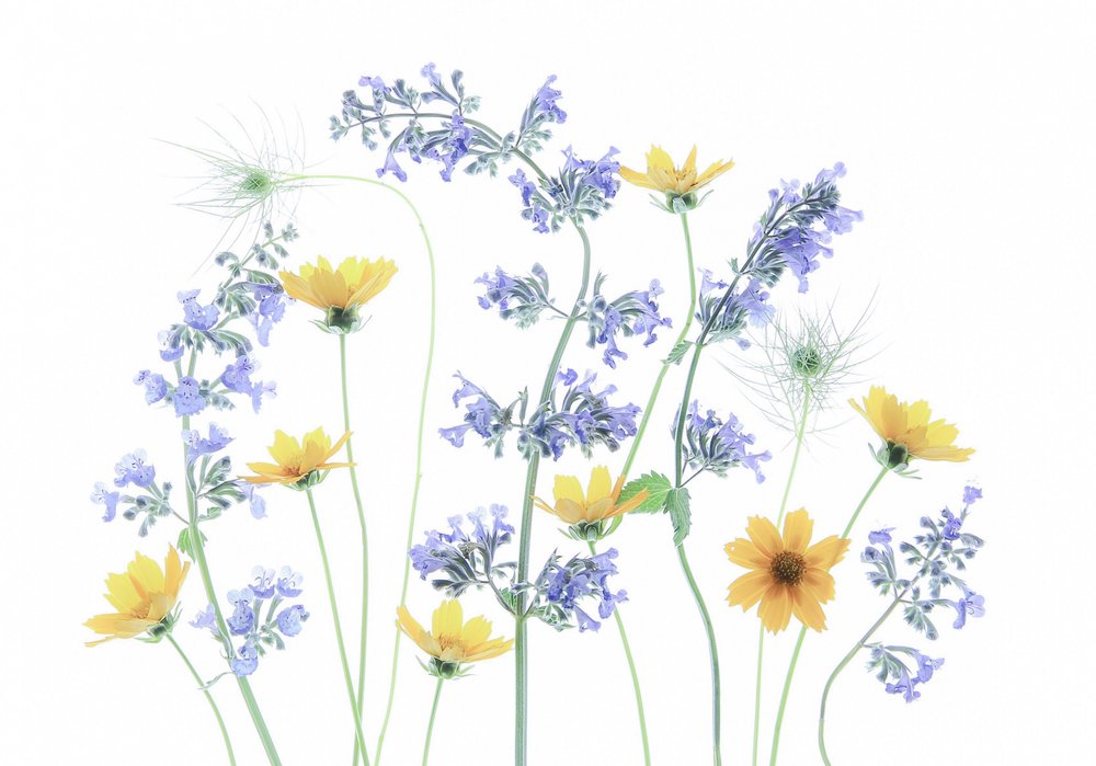 Blommor på vildmarkens äng av Fangping Zhou