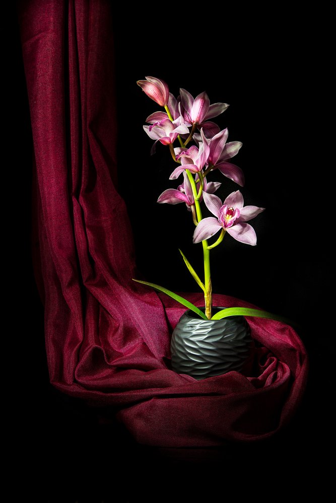Elegant rosa orkidé av Felice Angelino