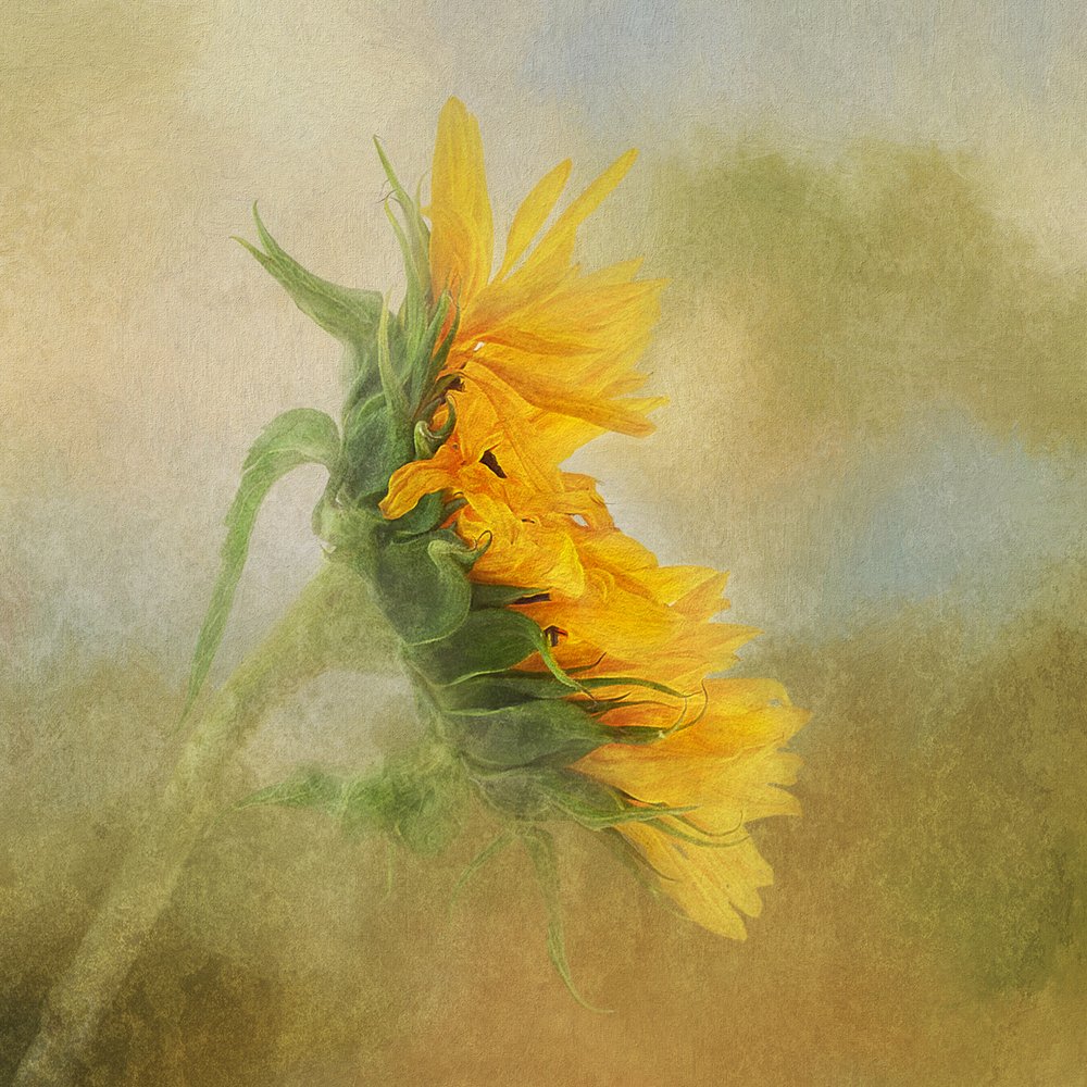  av Gaille Gray