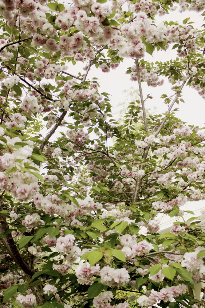 Körsbärsblomning på våren av Gemma Bardot