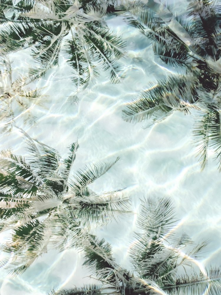 Reflektioner i Clear Water Palm av Gemma Bardot