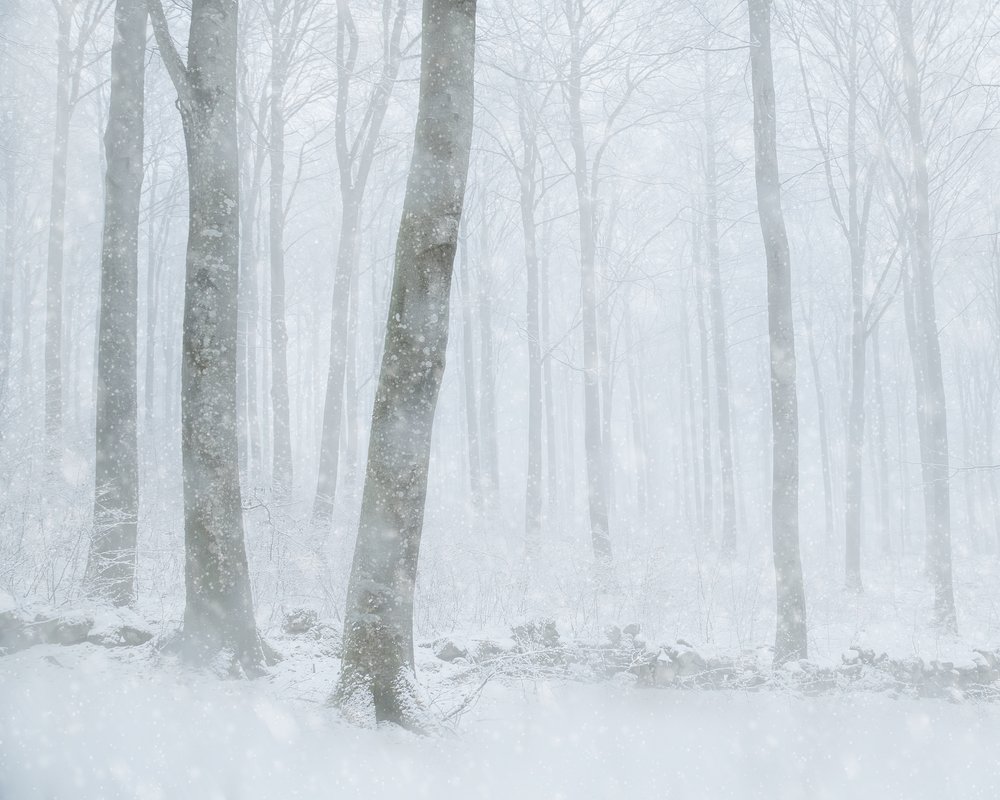 Vintersnö i skogen av Gustav Davidsson