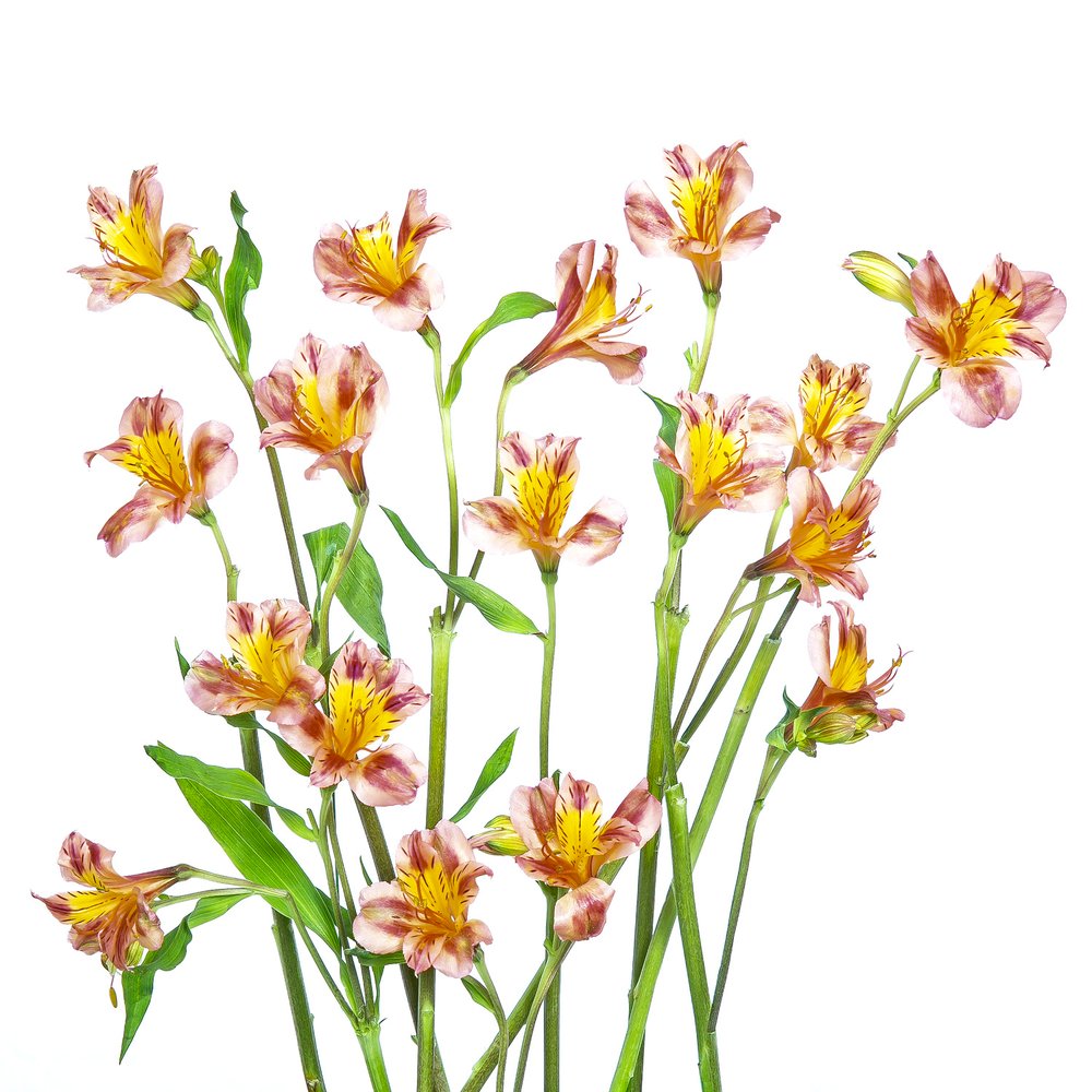 En färgsprakande bukett med alstroemeria av Hardik Pandya
