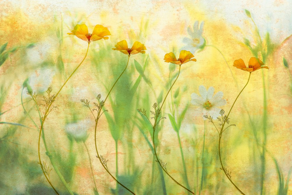 Drömska sommarblommor av Hilda van der Lee