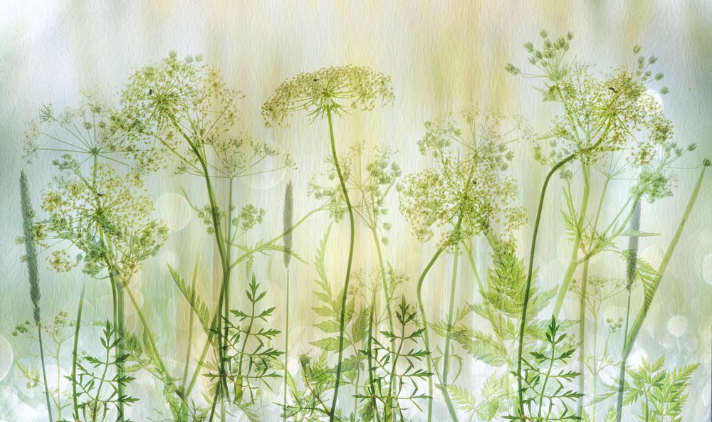 Mjuka gröna vildblommor av Hilda van der Lee