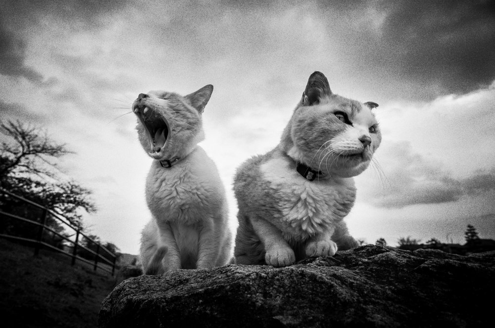 Griniga, gäspande katter av Hiroaki Kuroda