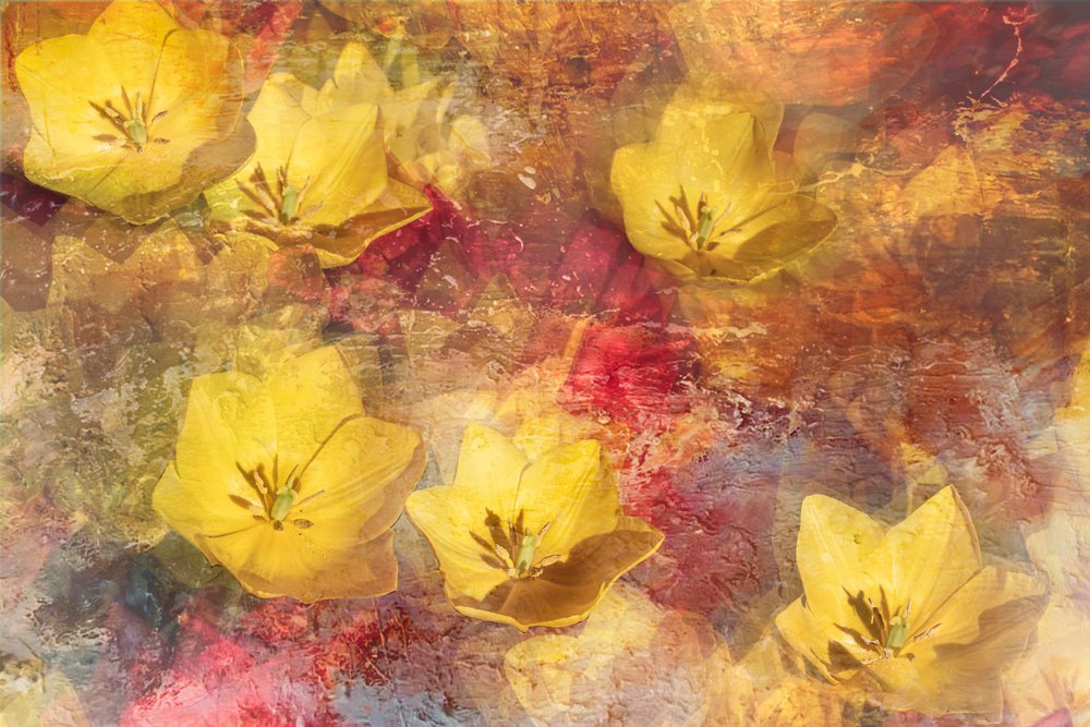 Texturerade gula tulpaner av Igor Kopcev