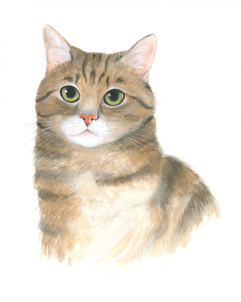Kattunge Plato av Isabelle Brent