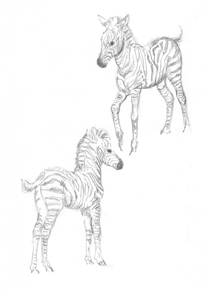 Zebraföl av Isabelle Brent