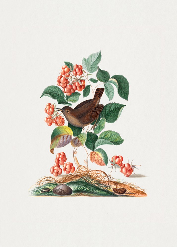  av James Bolton