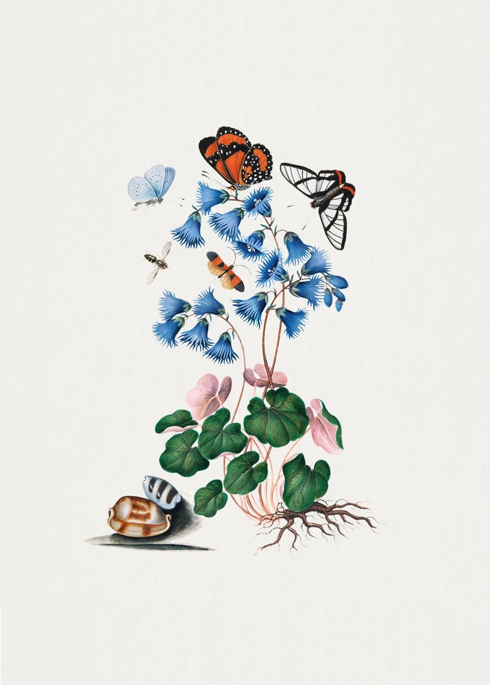 Dvärgprimula av James Bolton
