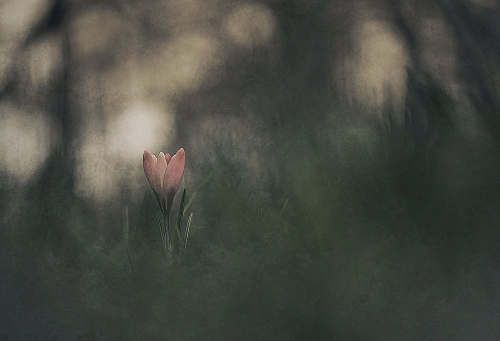 Drömsk rosa blomma av Jan van der Linden