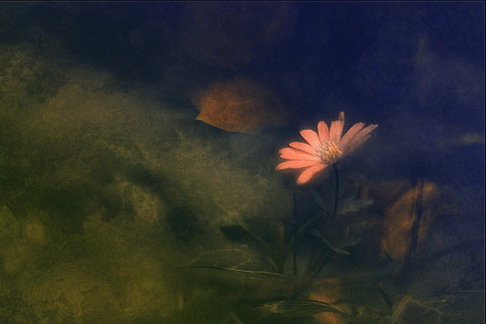 Drömsk rosa blomma av Jan van der Linden