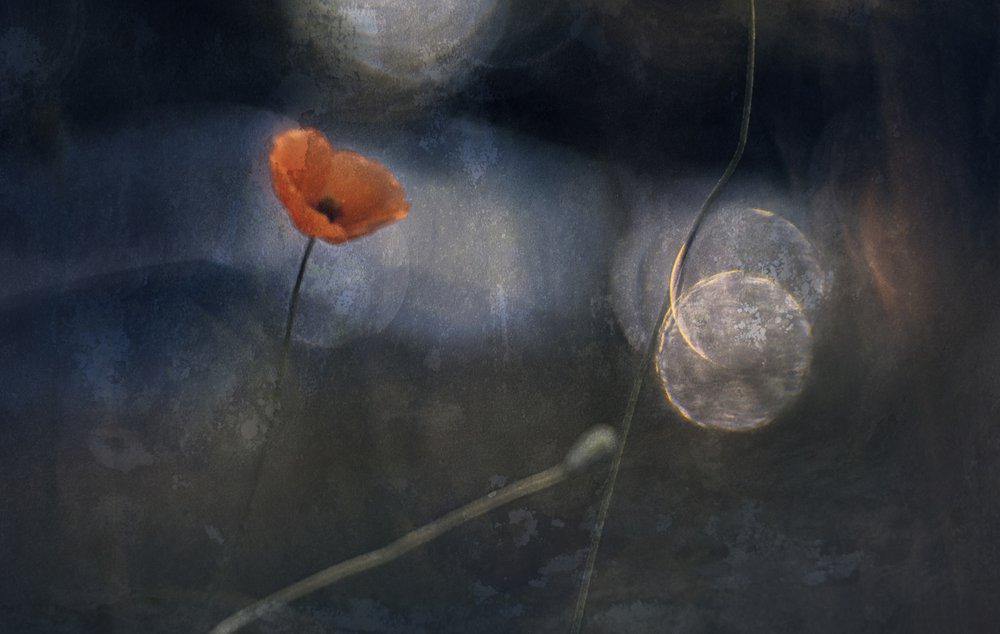 Eterisk vallmoblomma av Jan van der Linden