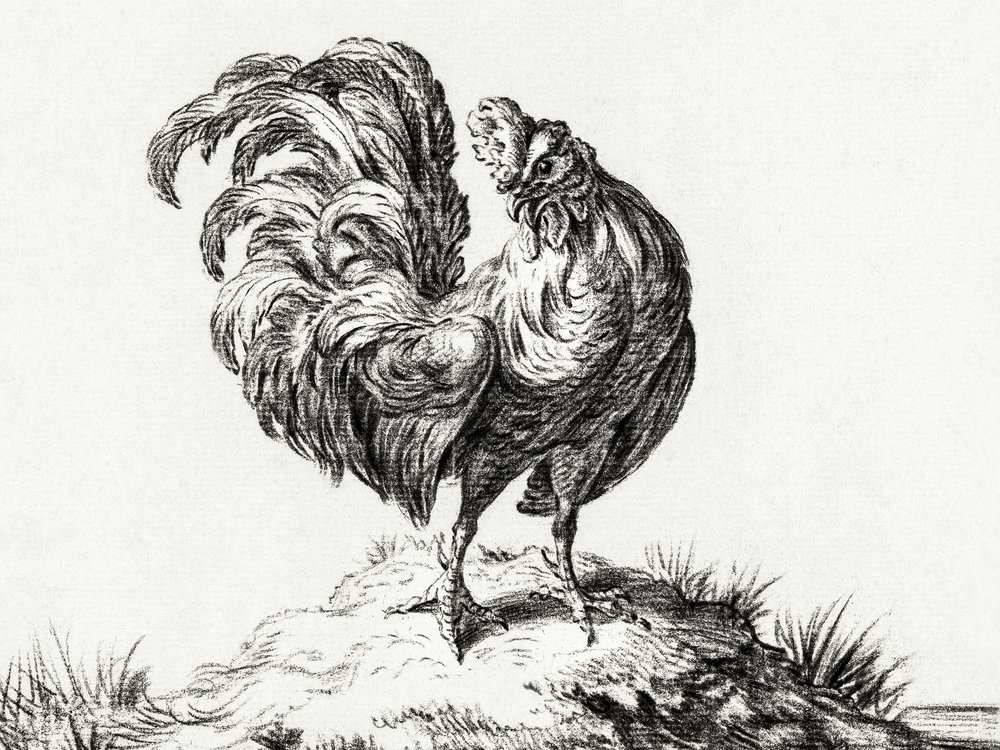 Kyckling, stående på en kulle av Jean Bernard