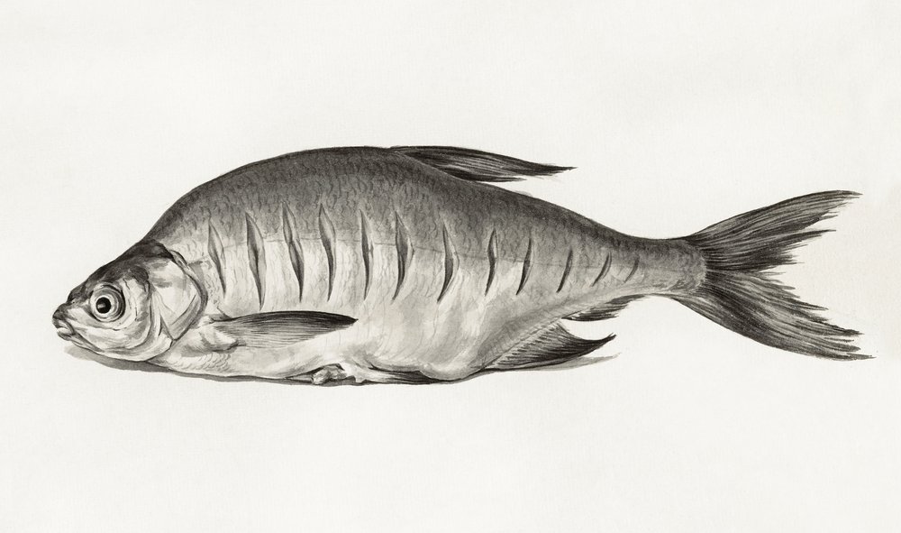 Fish (1775–1833) av Jean Bernard