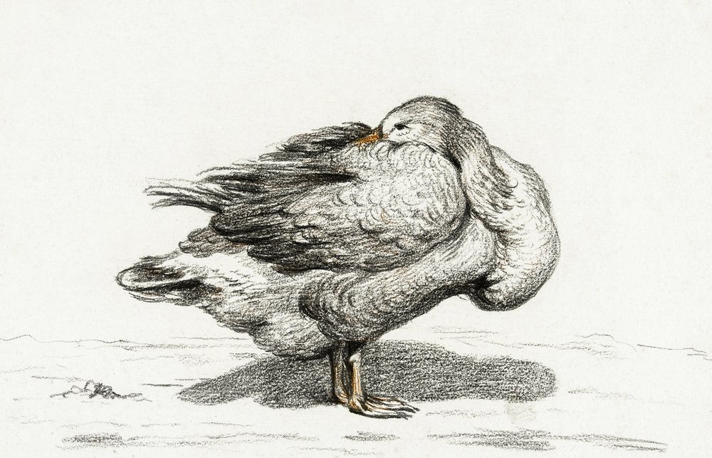 Gås (1816) av Jean Bernard