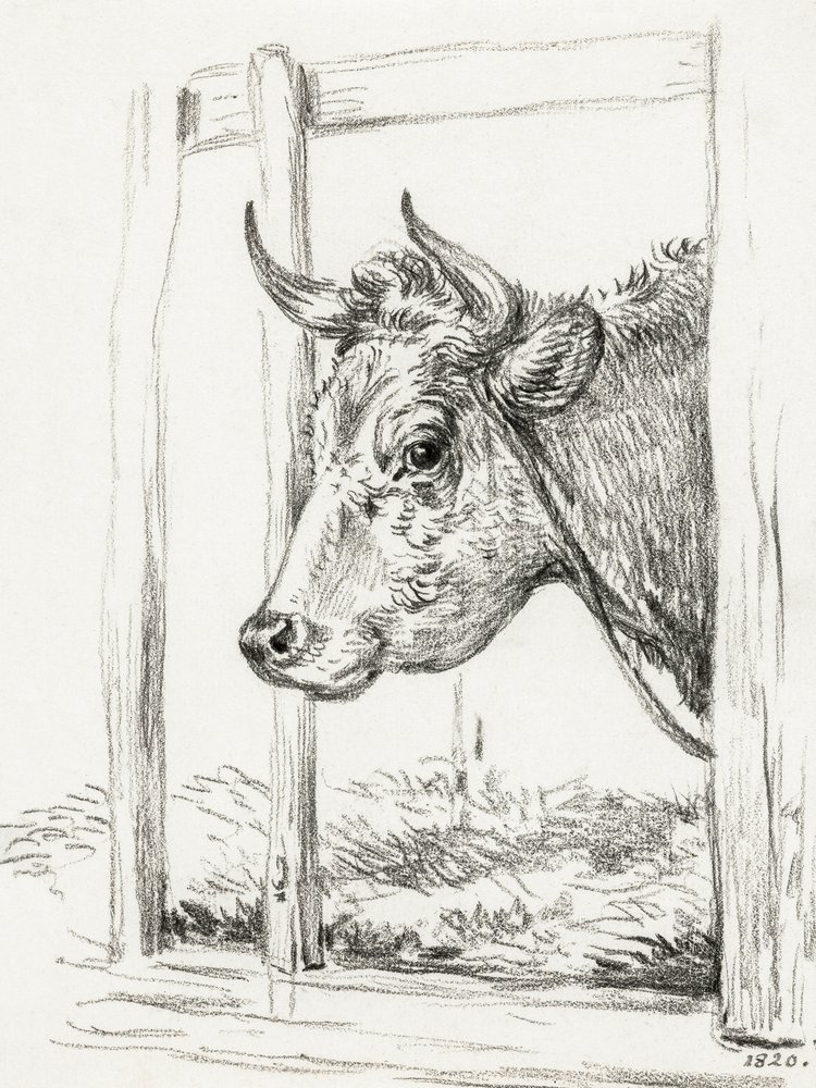 En kos huvud (1820) av Jean Bernard