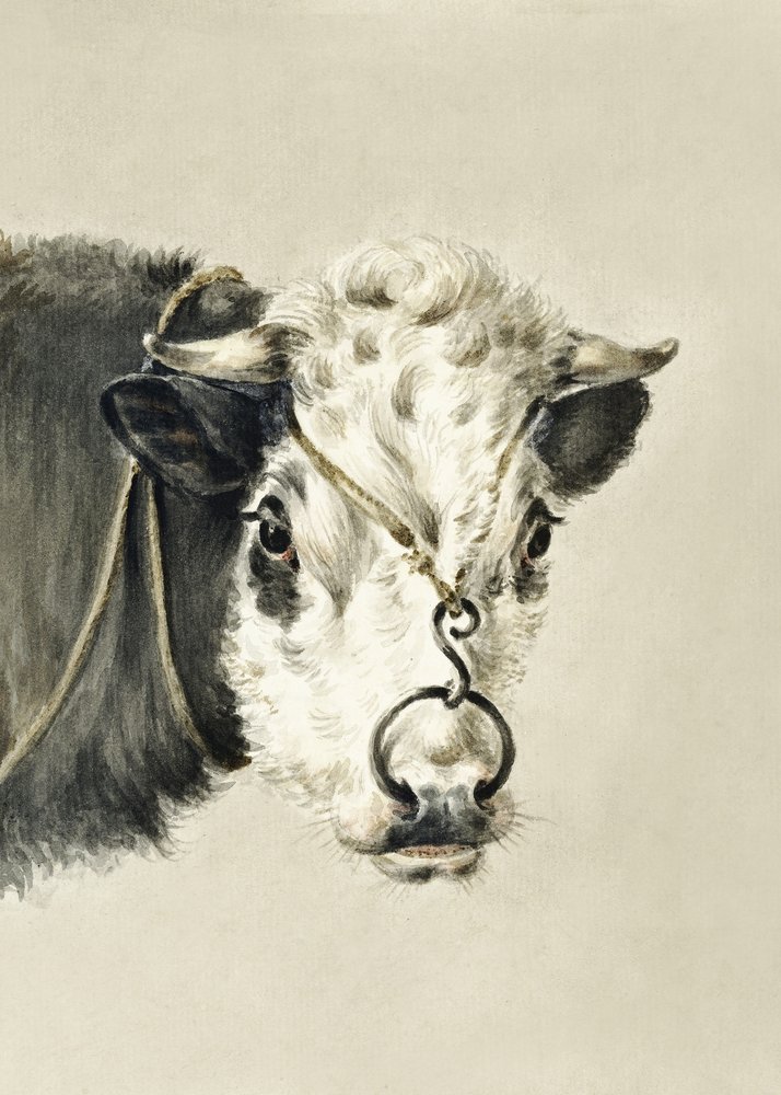 Kohuvud med en ring i näsan (1820) av Jean Bernard
