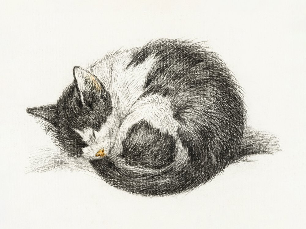 En ihoprullad, liggande, sovande katt (1825) av Jean Bernard