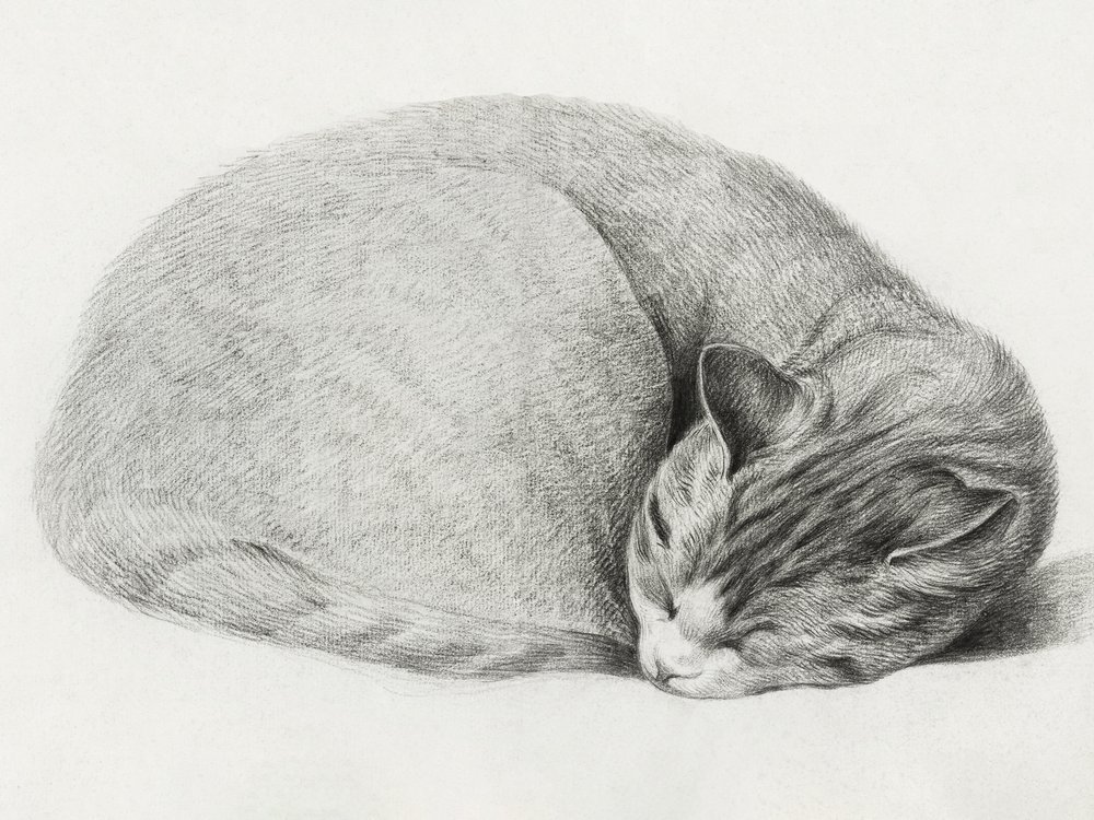 En hopkurad, sovande katt av Jean Bernard (1775–1883) av Jean Bernard