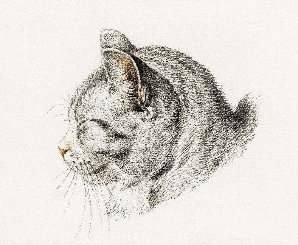Skiss av en katt (1813) av Jean Bernard