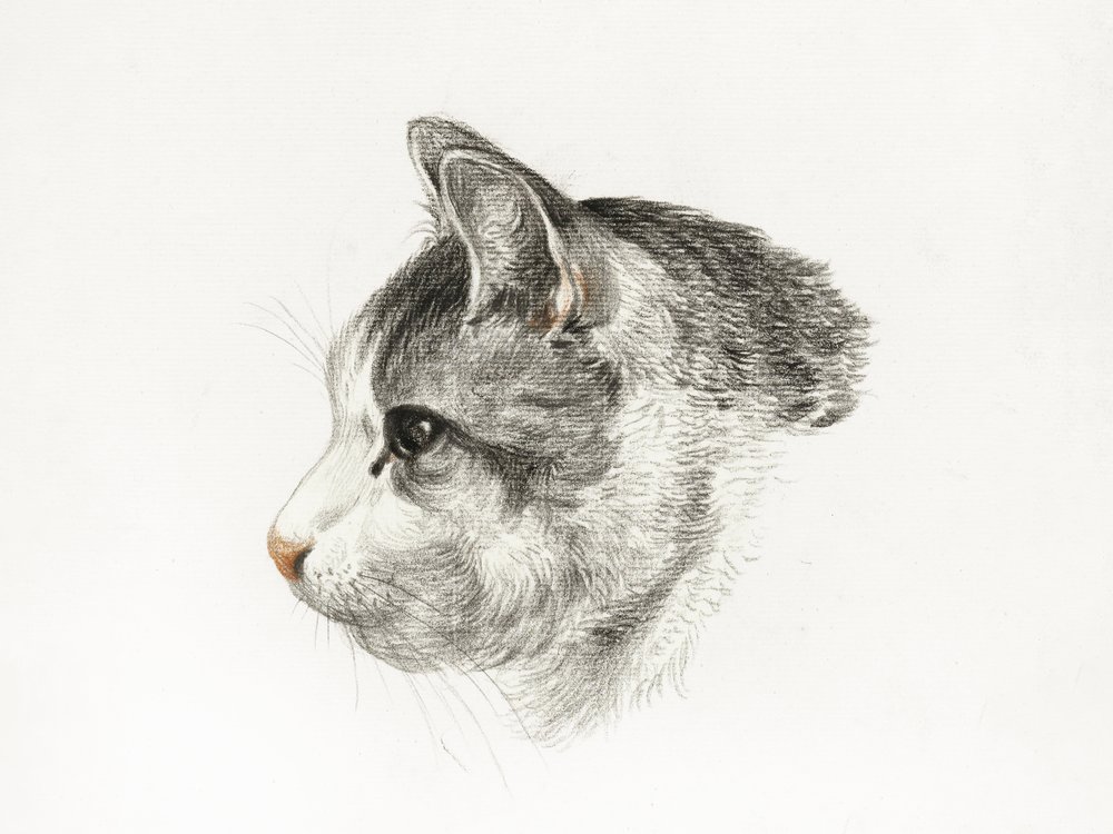 Skiss av en katt (1819) av Jean Bernard (1775–1883) av Jean Bernard