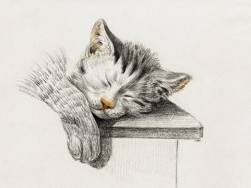 Skiss av en sovande katt av Jean Bernard
