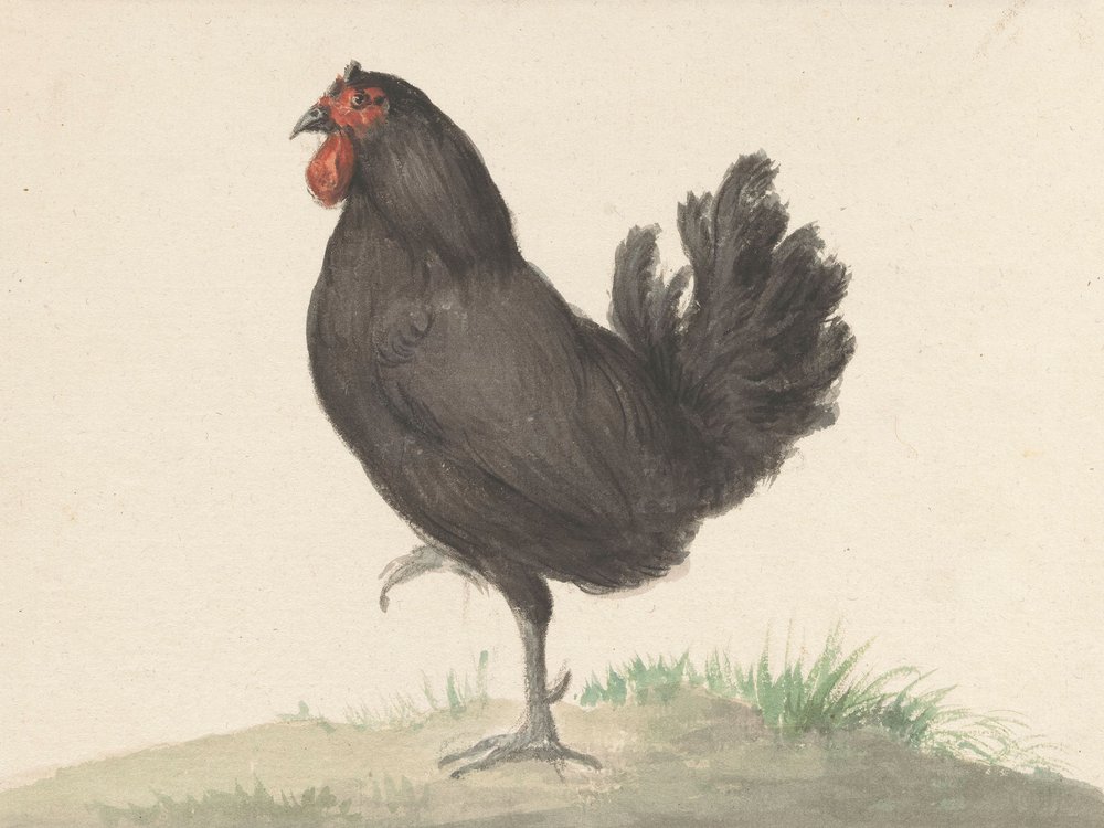 Den stående svarta hönan (1775–1833) av Jean Bernard