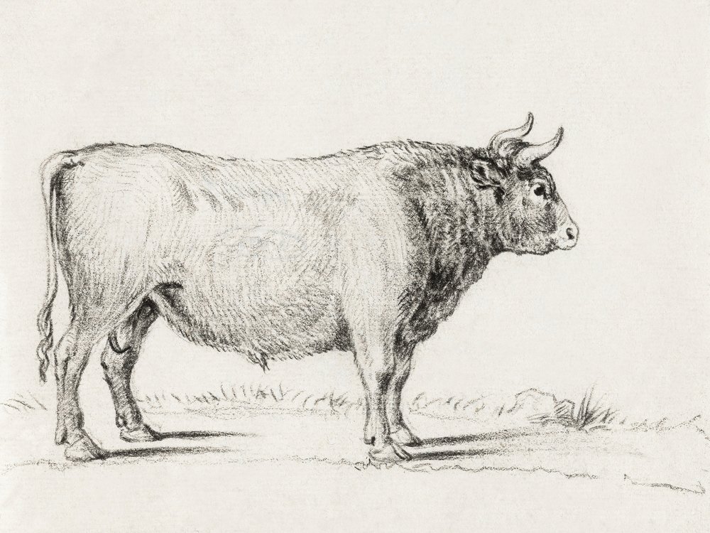 Stående tjur av Jean Bernard