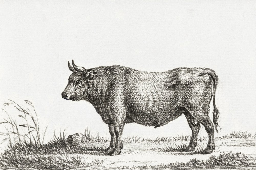 Stående tjur av Jean Bernard