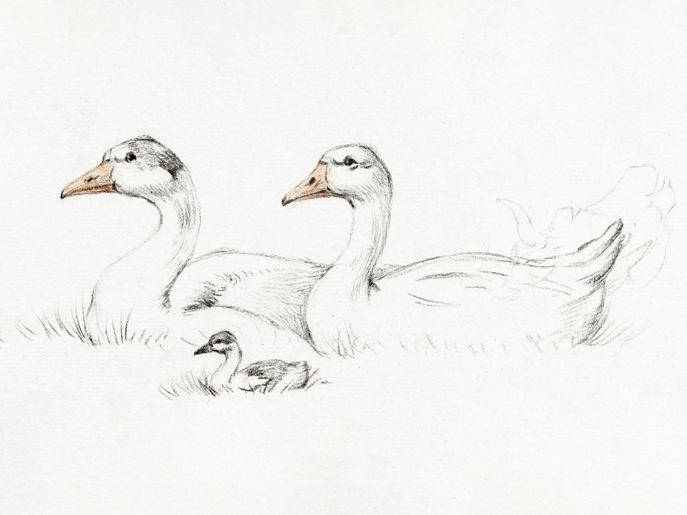 Två gäss med en unge (1775–1833) av Jean Bernard