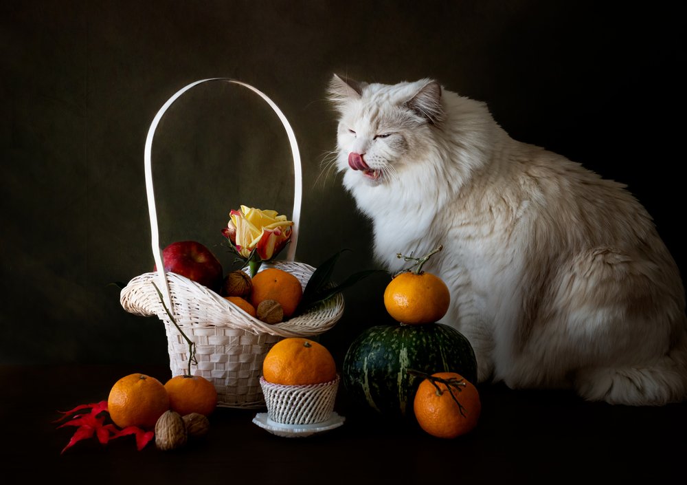 Höstfruktstilleben med katt av Jie Fischer