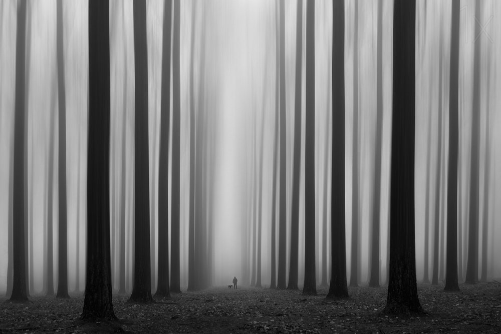 Stigen genom den dimmiga skogen av Jochen Bongaerts