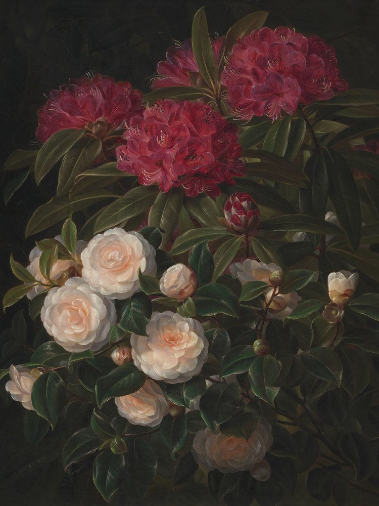 Kamelior och rododendroner av Johan Laurentz Jensen av Johan Laurentz Jensen