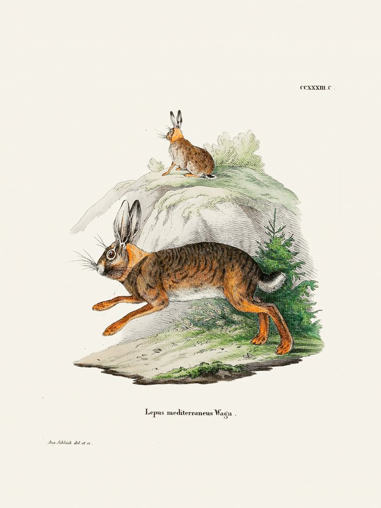 Cape Hare  Av Johann Christian Daniel Von Schreber. av Johann Christian Daniel Von Schreber