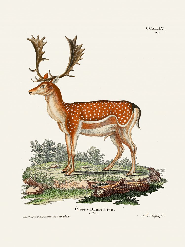 Europeiskt dovhjort  Av Johann Christian Daniel von Schreber. av Johann Christian Daniel Von Schreber