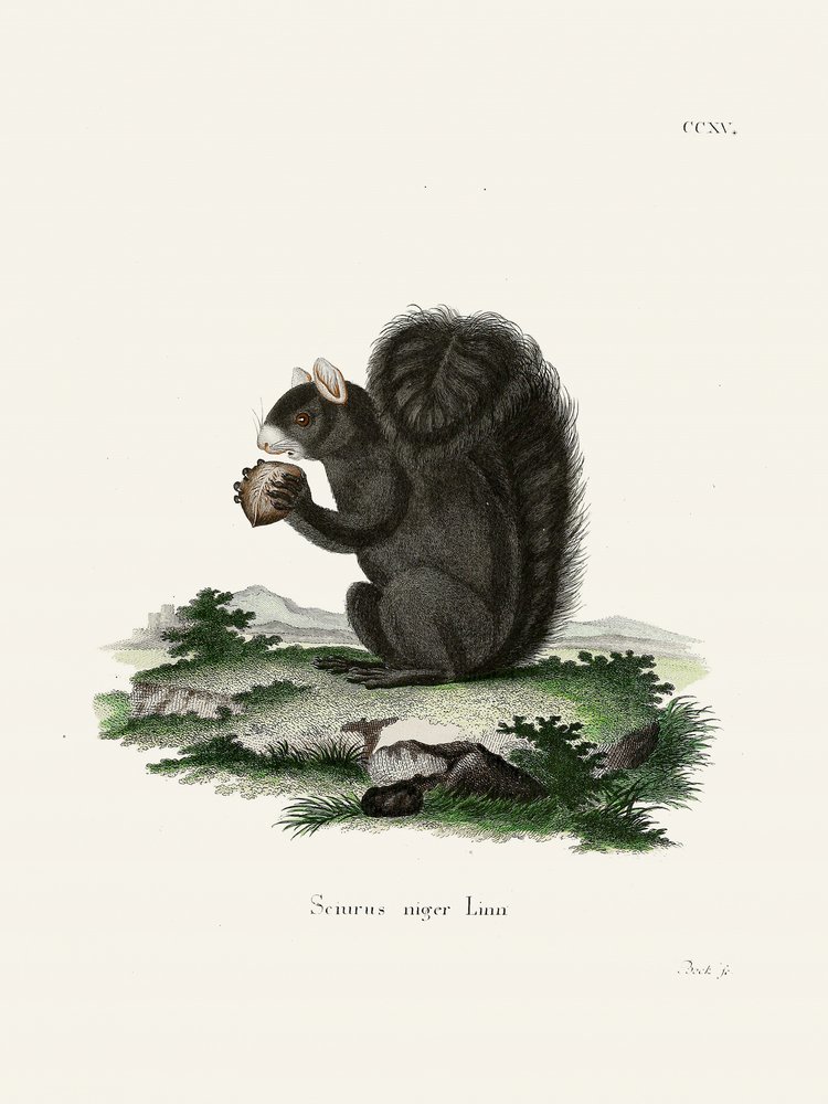 Rödräv  Av Johann Christian Daniel von Schreber. av Johann Christian Daniel Von Schreber