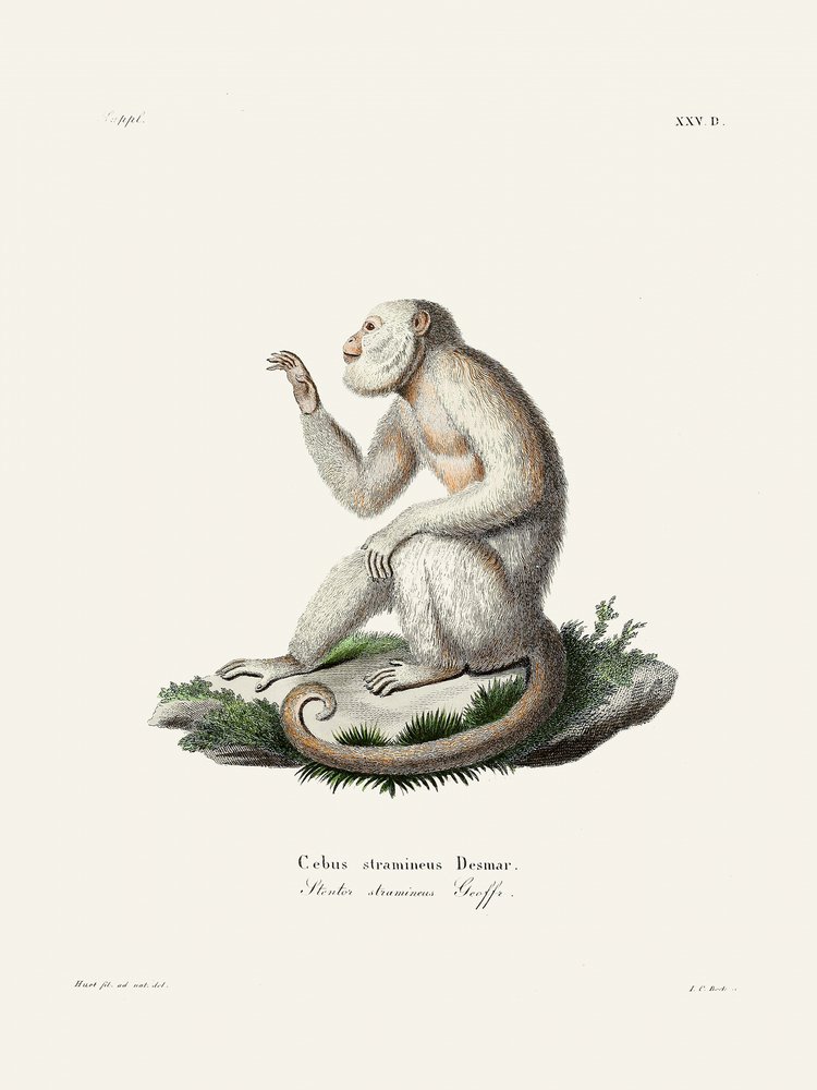 En graciös kapucinerapa av Johann Christian Daniel von Schreber. av Johann Christian Daniel Von Schreber