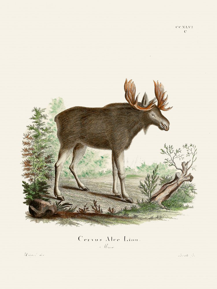 Moose av Johann Christian Daniel von Schreber. av Johann Christian Daniel Von Schreber