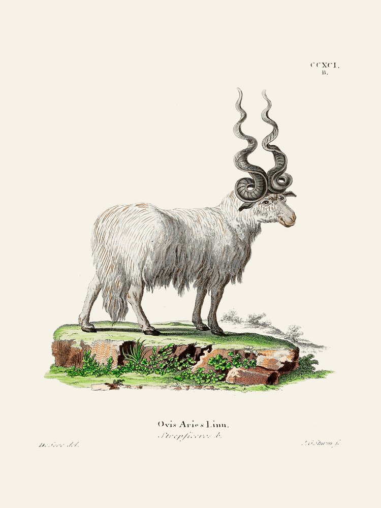 Ovis Aries av Johann Andreas Wagener och Johann Christian Daniel von Schreber. av Johann Christian Daniel Von Schreber