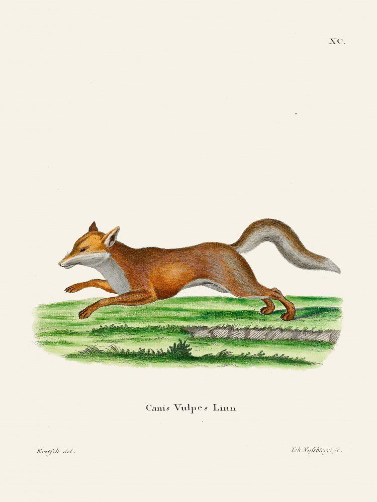 Red Fox av Johann Christian Daniel von Schreber. av Johann Christian Daniel Von Schreber