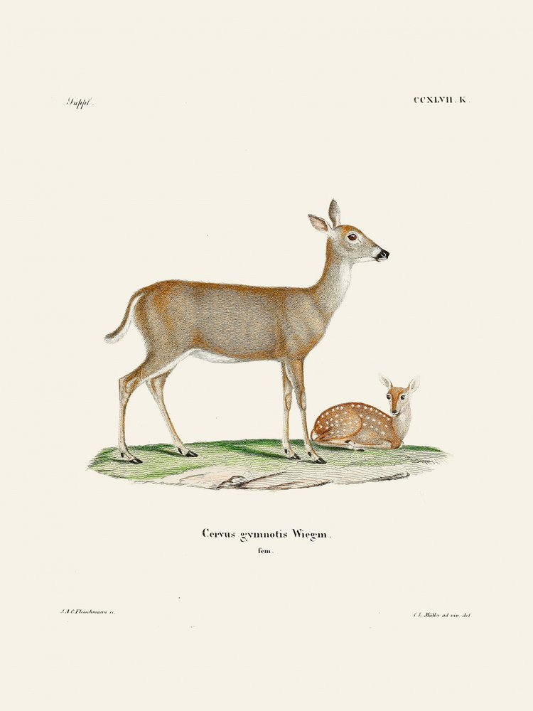 Virginian Deer (1778–1855) Av Johann Andreas Wagener och Johann Christian Daniel von Schreber. av Johann Christian Daniel Von Schreber